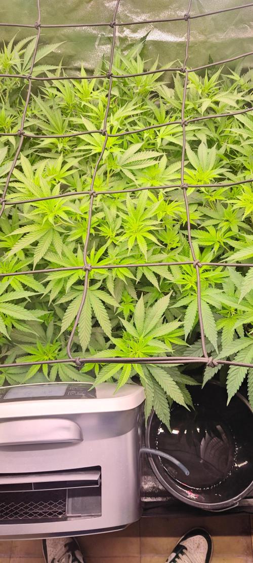 Lemon Haze / Rainbow sherbet. Week 4