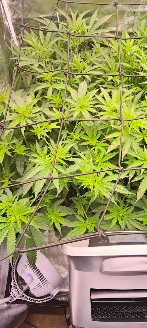 Lemon Haze / Rainbow sherbet. Week 4