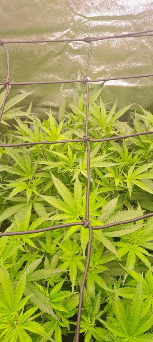 Lemon Haze / Rainbow sherbet. Week 4