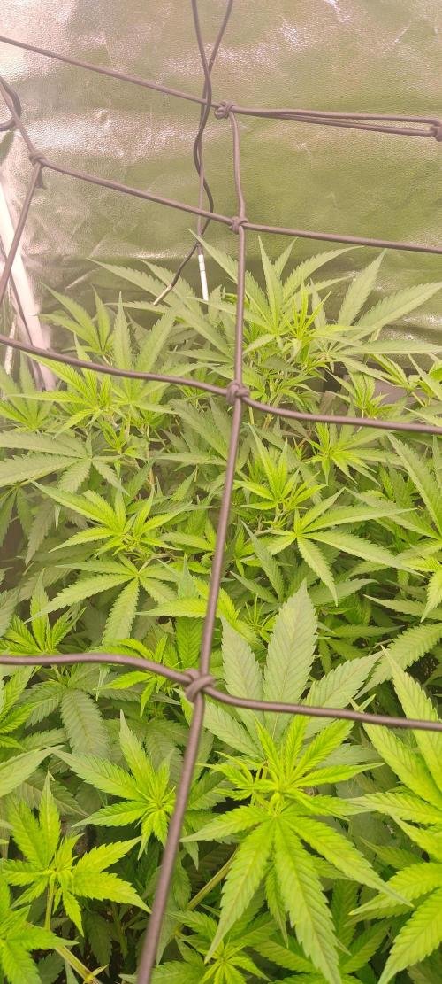 Lemon Haze / Rainbow sherbet. Week 4