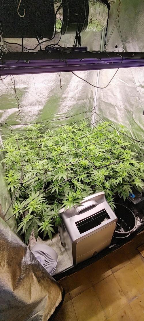 Lemon Haze / Rainbow sherbet. Week 5