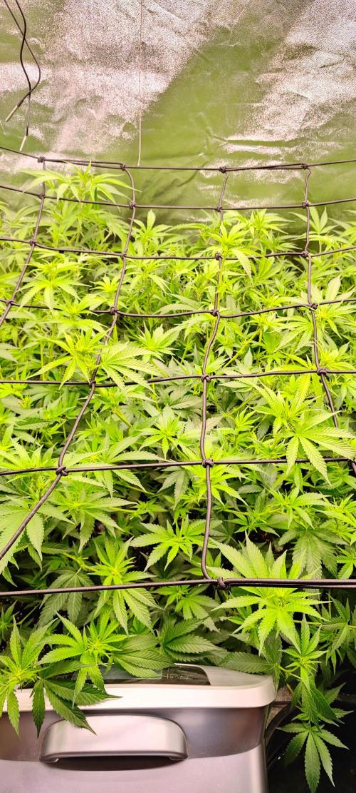 Lemon Haze / Rainbow sherbet. Week 5