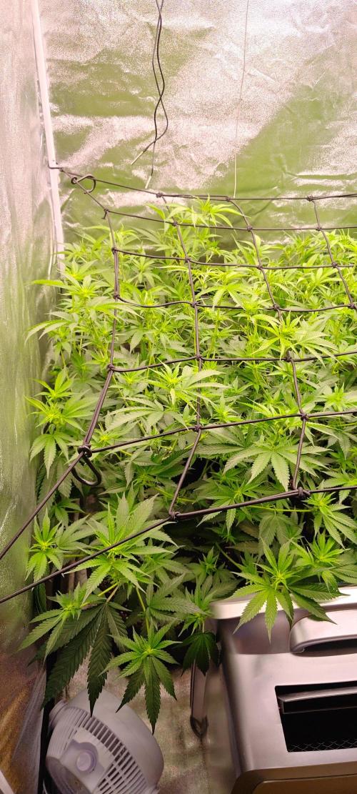 Lemon Haze / Rainbow sherbet. Week 5