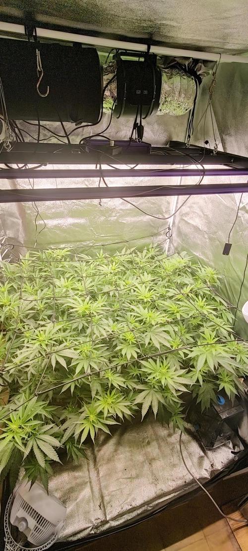 Lemon Haze / Rainbow sherbet. Week 5