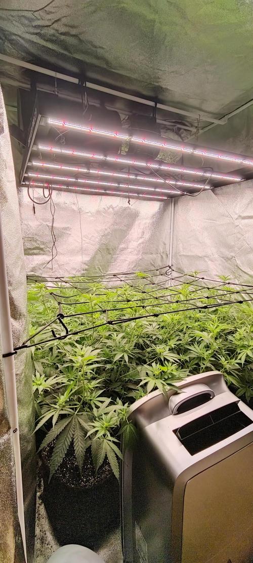 Lemon Haze / Rainbow sherbet. Week 5