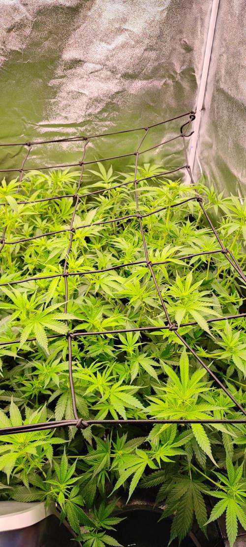 Lemon Haze / Rainbow sherbet. Week 5