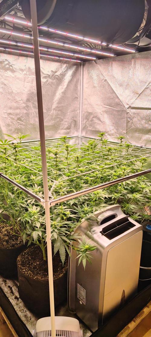 Lemon Haze / Rainbow sherbet. Week 6