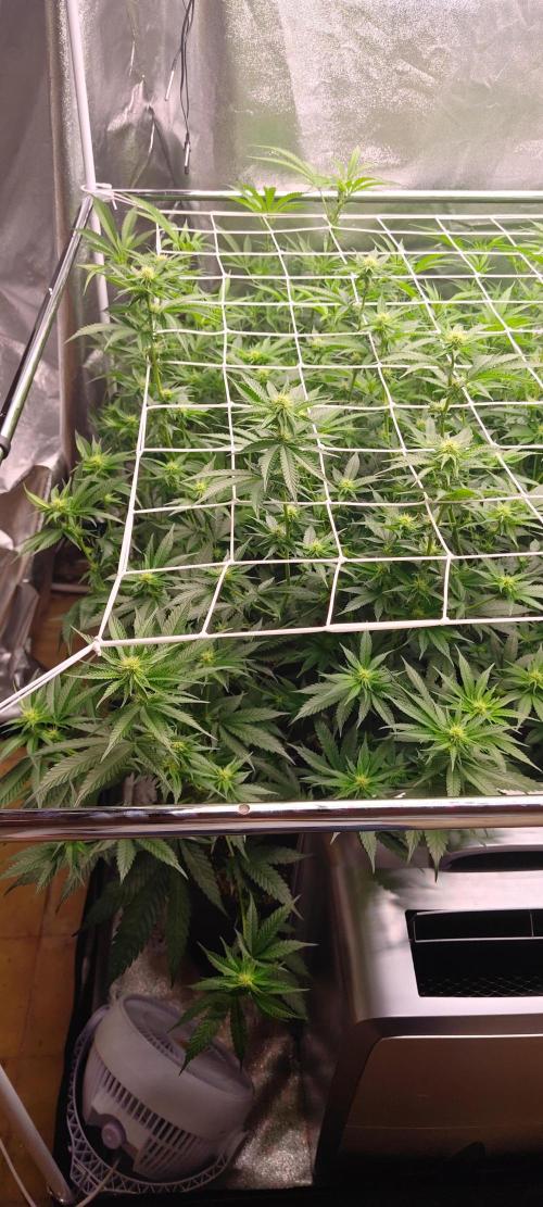 Lemon Haze / Rainbow sherbet. Week 6