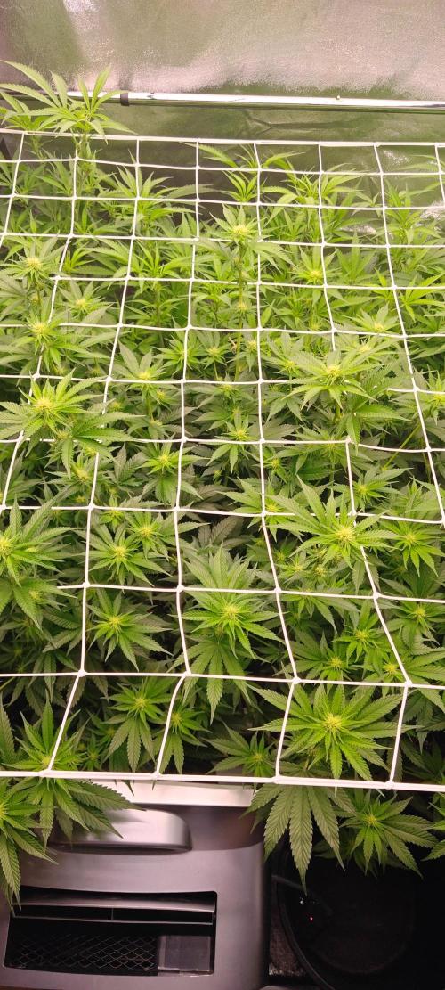 Lemon Haze / Rainbow sherbet. Week 6