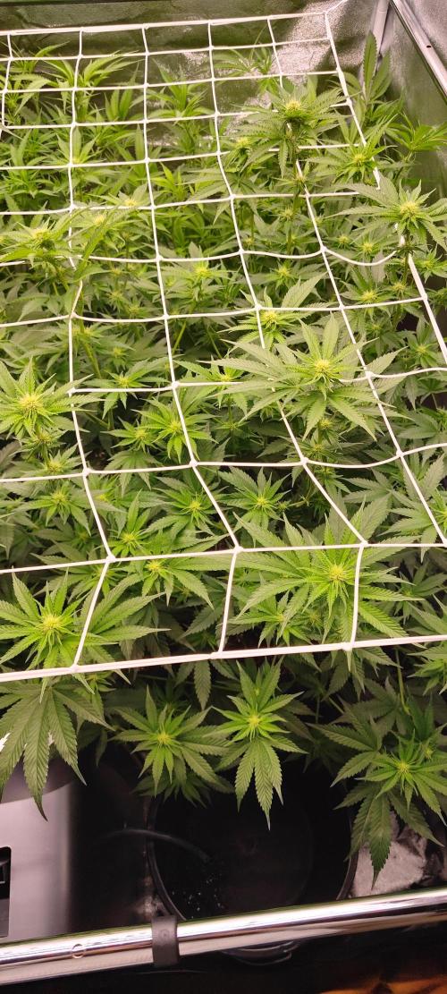 Lemon Haze / Rainbow sherbet. Week 6