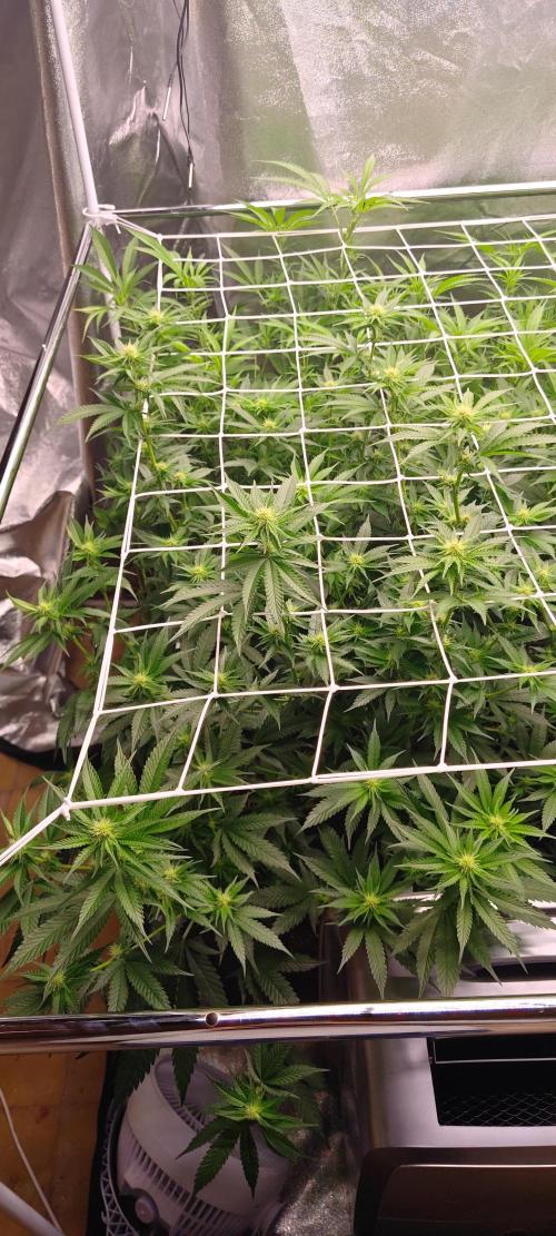 Lemon Haze / Rainbow sherbet. Week 6