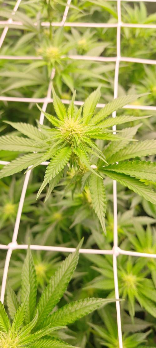 Lemon Haze / Rainbow sherbet. Week 6