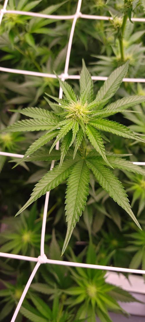 Lemon Haze / Rainbow sherbet. Week 6