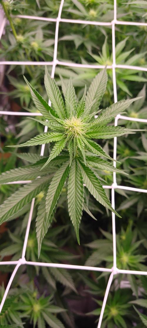 Lemon Haze / Rainbow sherbet. Week 6