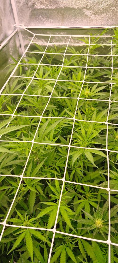 Lemon Haze / Rainbow sherbet. Week 6