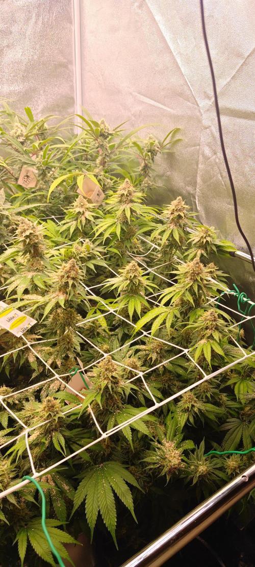 Lemon Haze / Rainbow sherbet. Week 14