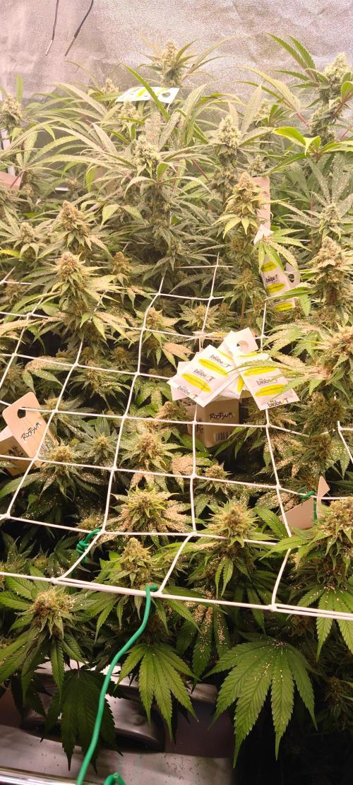 Lemon Haze / Rainbow sherbet. Week 14