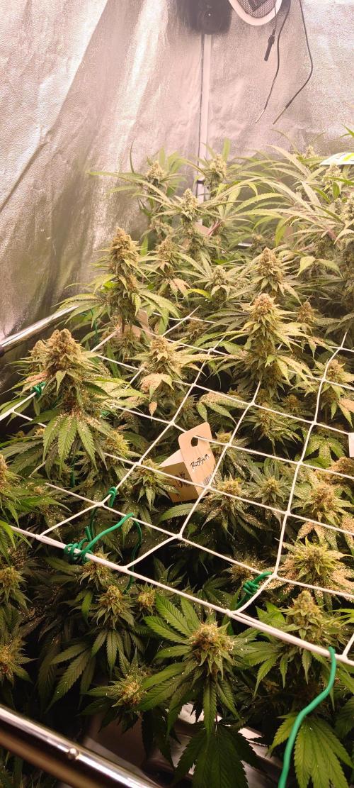 Lemon Haze / Rainbow sherbet. Week 14