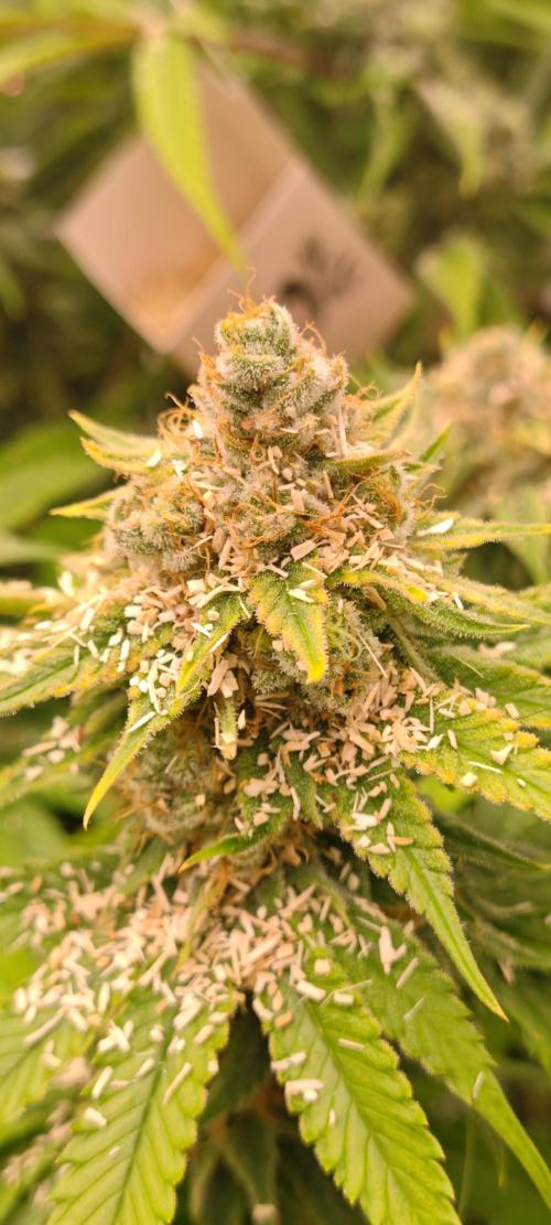 Lemon Haze / Rainbow sherbet. Week 14