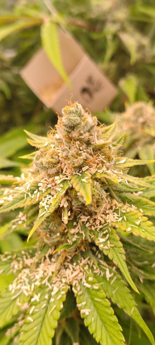 Lemon Haze / Rainbow sherbet. Week 14