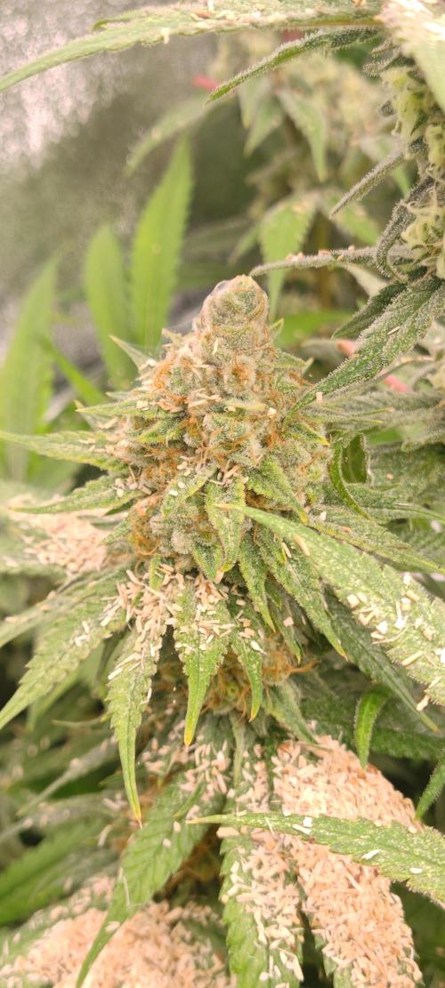 Lemon Haze / Rainbow sherbet. Week 14