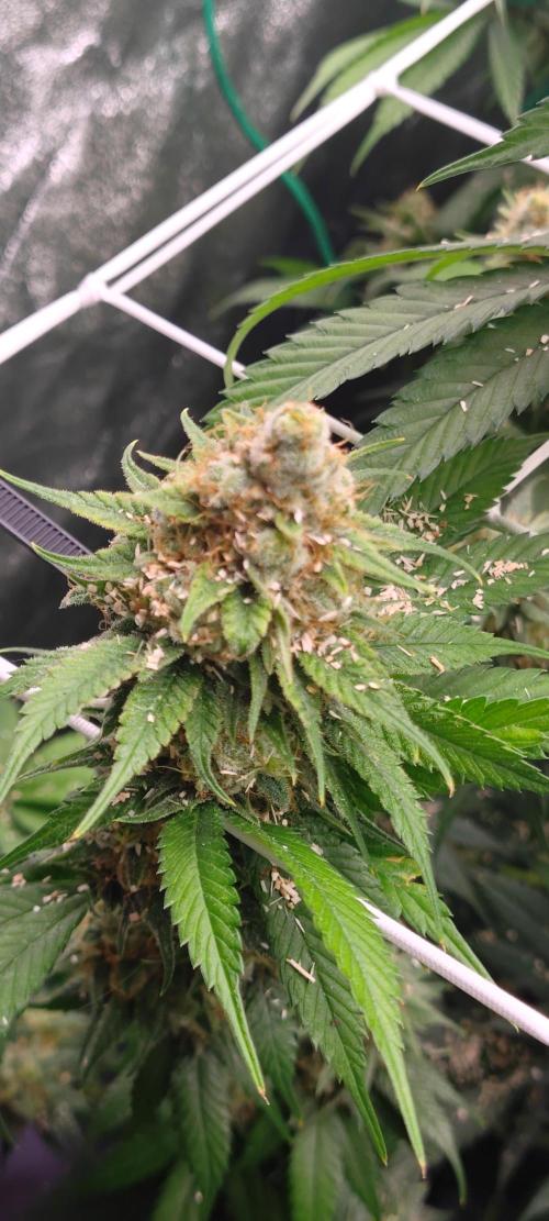 Lemon Haze / Rainbow sherbet. Week 14