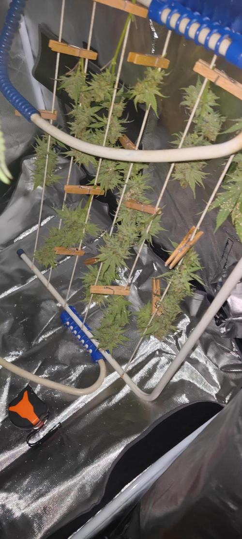 Lemon Haze / Rainbow sherbet. Week 14