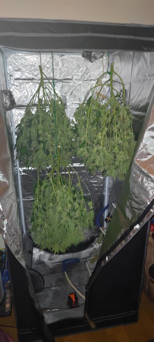 Lemon Haze / Rainbow sherbet. Week 14