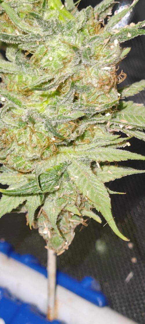 Lemon Haze / Rainbow sherbet. Week 14