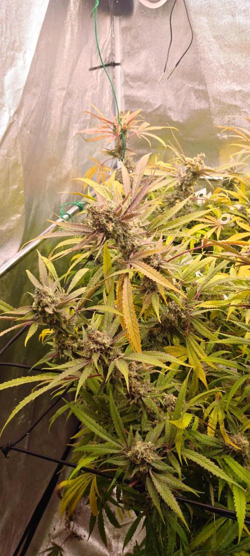 Lemon Haze / Rainbow sherbet. Week 15