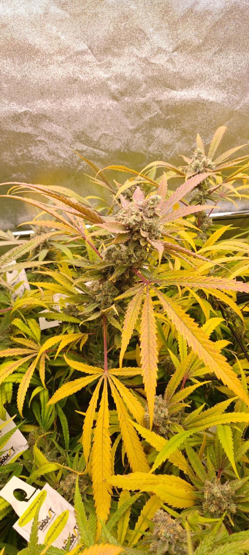 Lemon Haze / Rainbow sherbet. Week 15