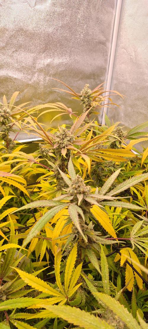 Lemon Haze / Rainbow sherbet. Week 15