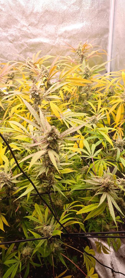 Lemon Haze / Rainbow sherbet. Week 15