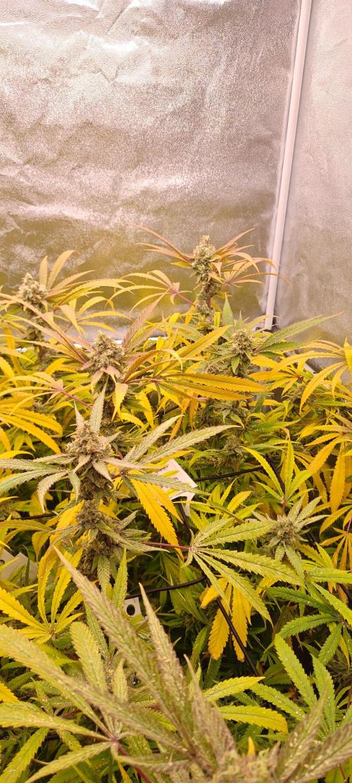 Lemon Haze / Rainbow sherbet. Week 15