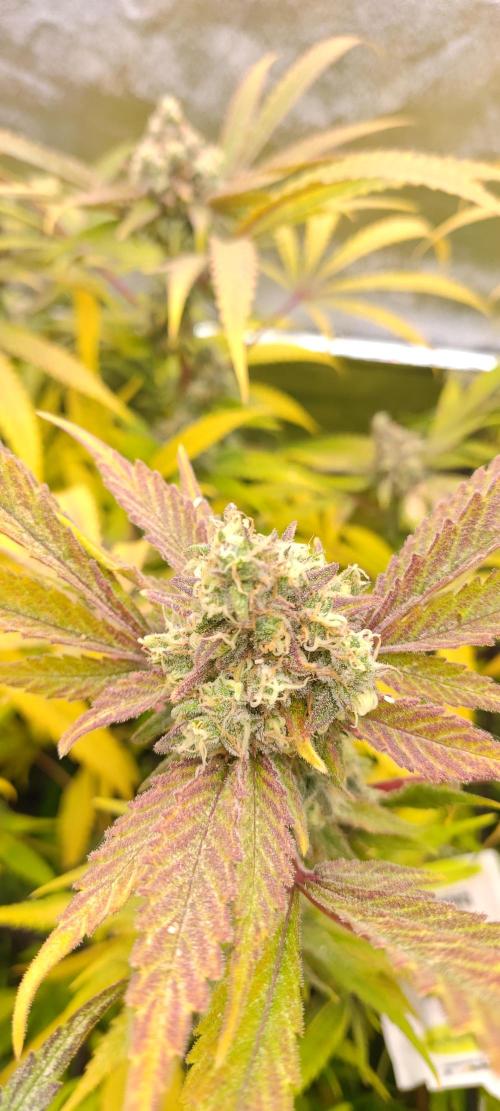 Lemon Haze / Rainbow sherbet. Week 15