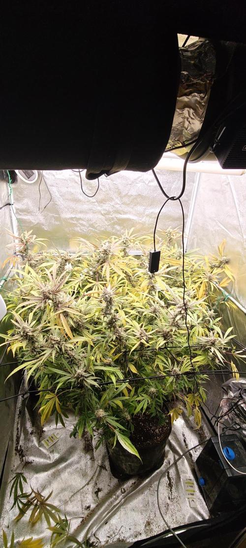 Lemon Haze / Rainbow sherbet. Week 15