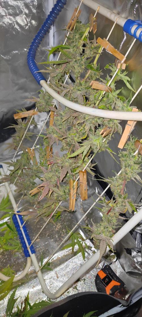 Lemon Haze / Rainbow sherbet. Week 15