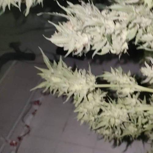 My first time growing :)