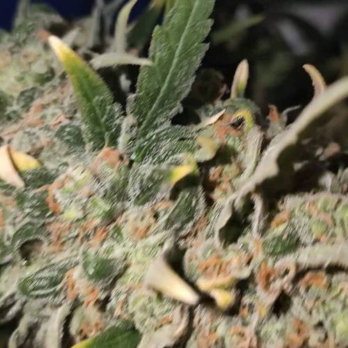 My first time growing :)