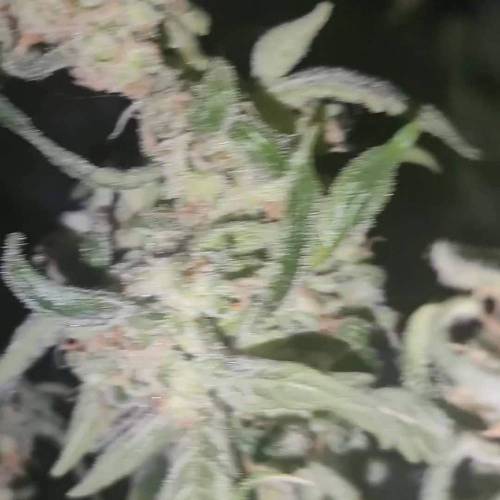 My first time growing :)