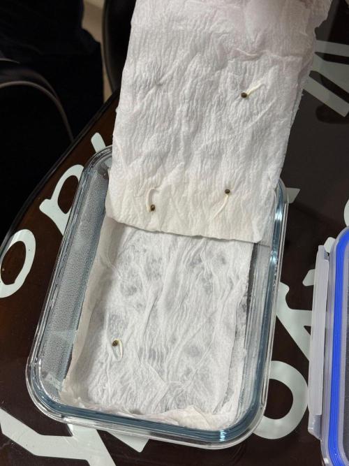 Gorilla Glue Auto | BSF Seeds. Week 0 - Día 3 - Germinación