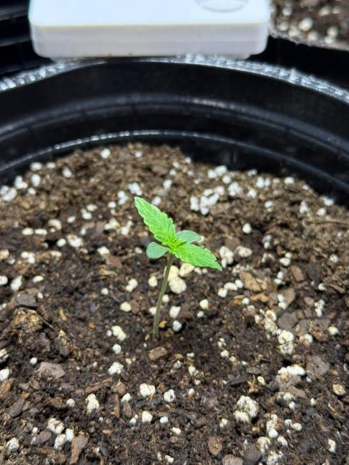 Gorilla Glue Auto | BSF Seeds. Week 1 - Día 6