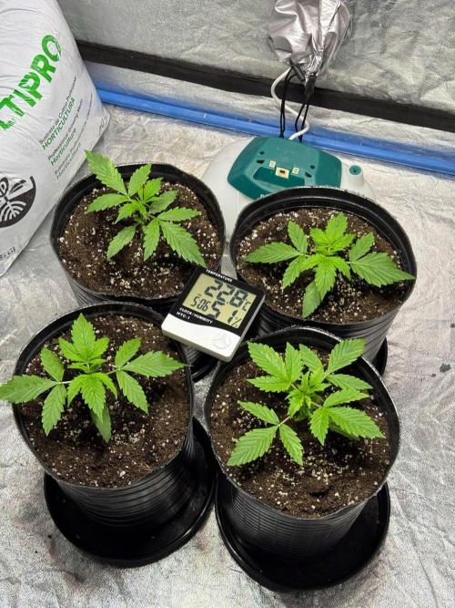 Gorilla Glue Auto | BSF Seeds. Week 3 - Día 17