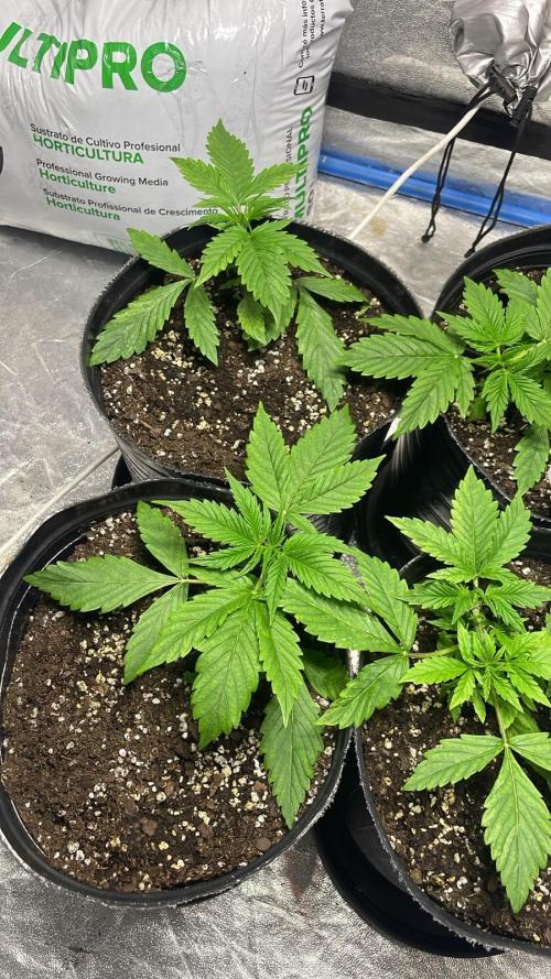 Gorilla Glue Auto | BSF Seeds. Week 3 - Día 21
