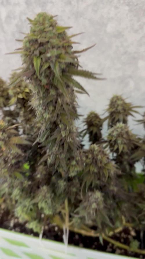 Watermelon*ZumZum