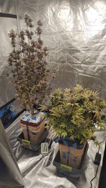 Hydro Grape Z X Hollywood Acai Grapes & Zombie grow journal by