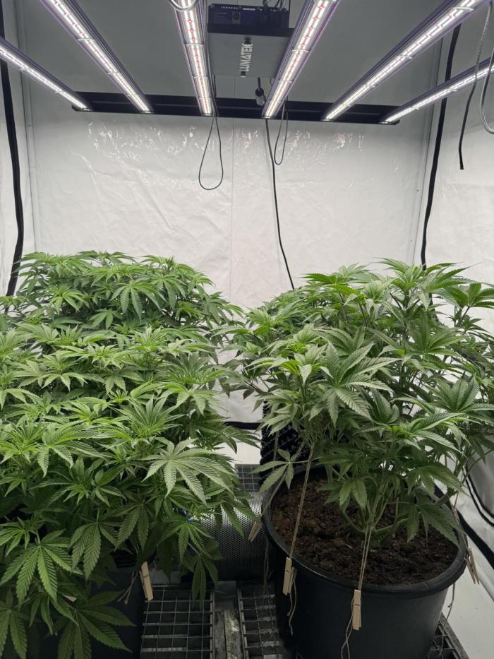 Copycat Genetics Sleepy Eye & Botafarm Matiere Grise. Week 5 - Now ready for the Flo💪🏼