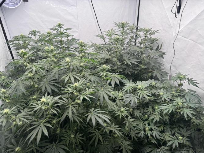 Copycat Genetics Sleepy Eye & Botafarm Matiere Grise. Week 6 - .
