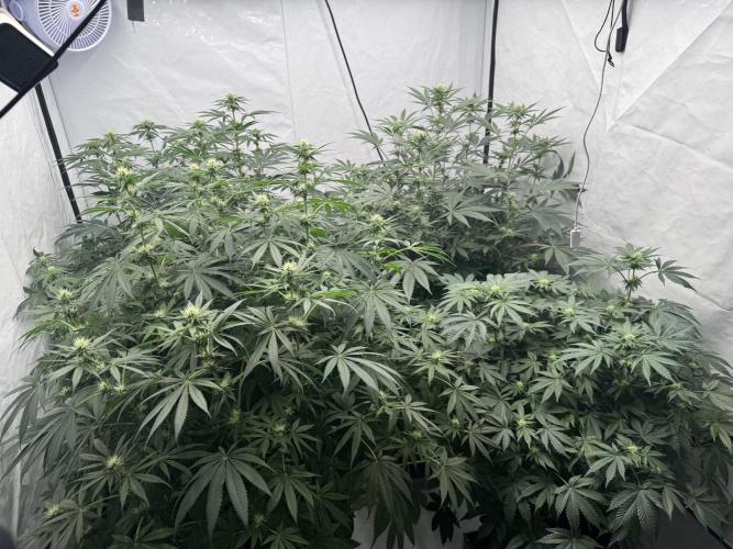 Copycat Genetics Sleepy Eye & Botafarm Matiere Grise. Week 6 - .