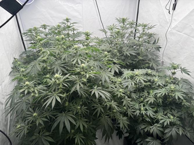 Copycat Genetics Sleepy Eye & Botafarm Matiere Grise. Week 6 - .